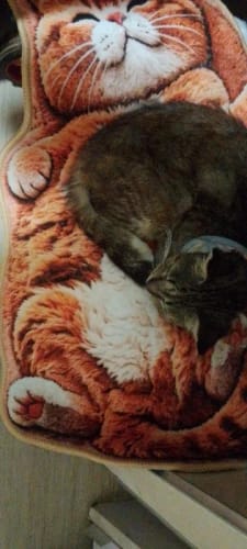 A cat resting on an orange tabby mat